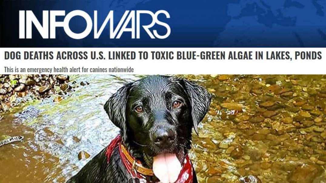 Dog Deaths Linked To Toxic Algae Showcase Rising Global Toxicity