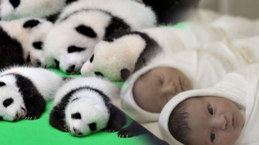 Love the Baby Panda? Why Do We Despise Our Own Babies & Kill Them?