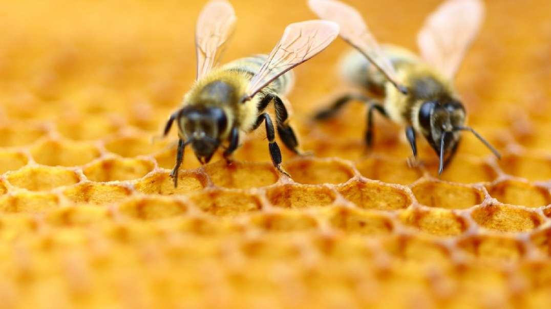 Michigan Drops Honeybee-Killing Nerve Agent Over State