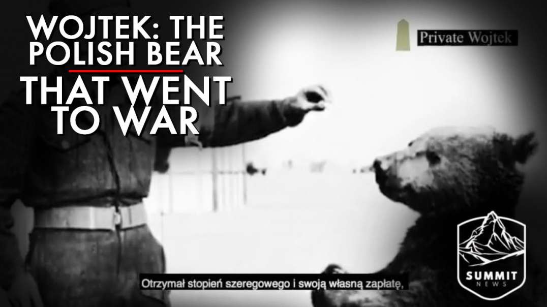 Meet Wojtek The Polish Bear That Went To War