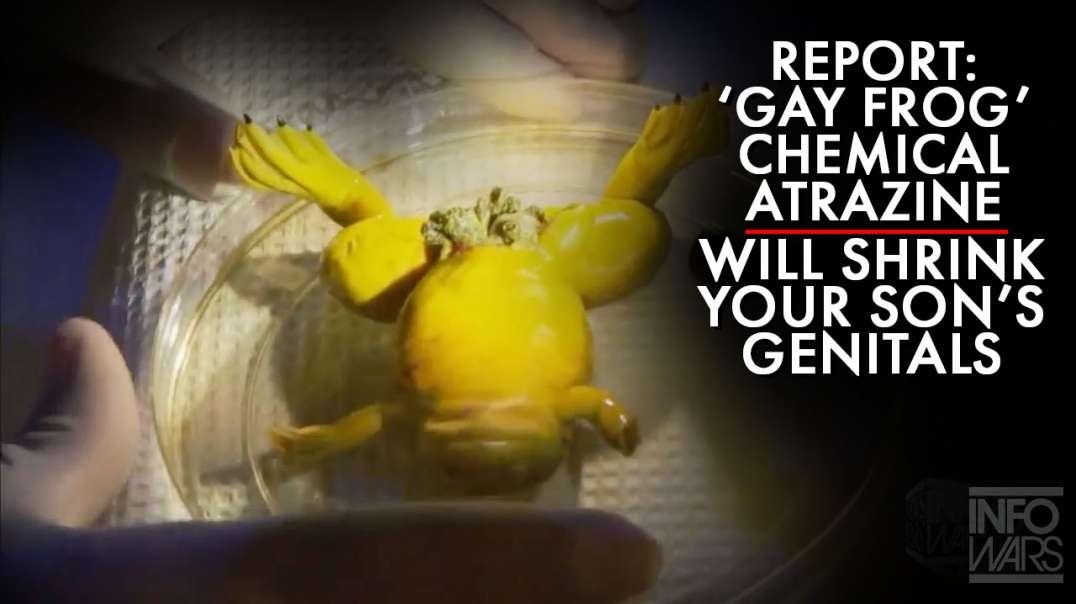 Report: 'Gay Frog' Chemical Atrazine Will Shrink Your Son's Genitals