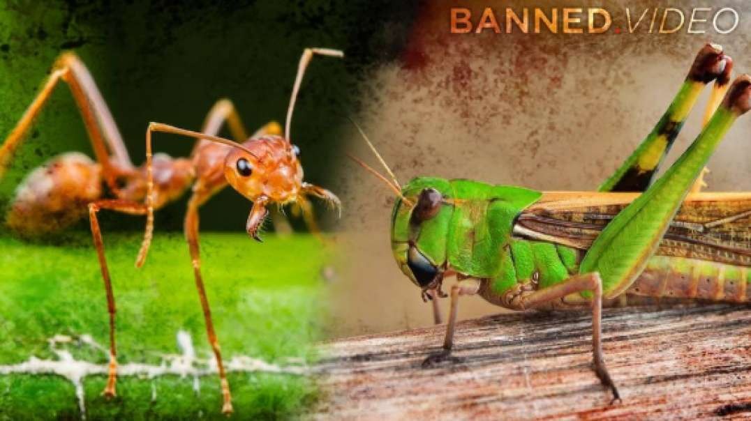 Ant VS Grasshopper: Learn How To Survive