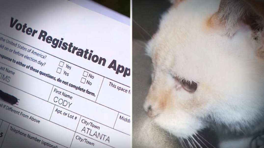 Unbelievable: Dead Cat Receives Voter Registration